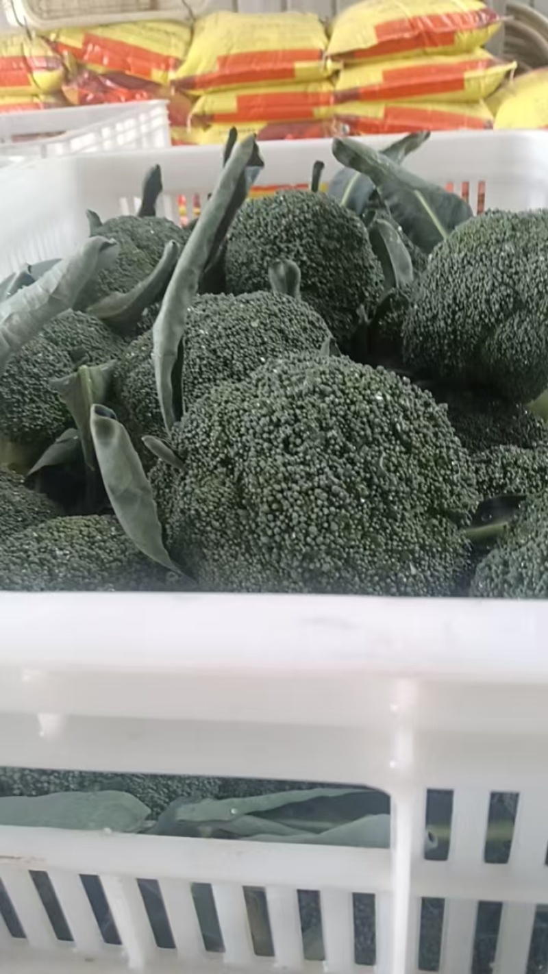 西兰花【湖北天门优质西蓝花】诚信经营，客户至上！