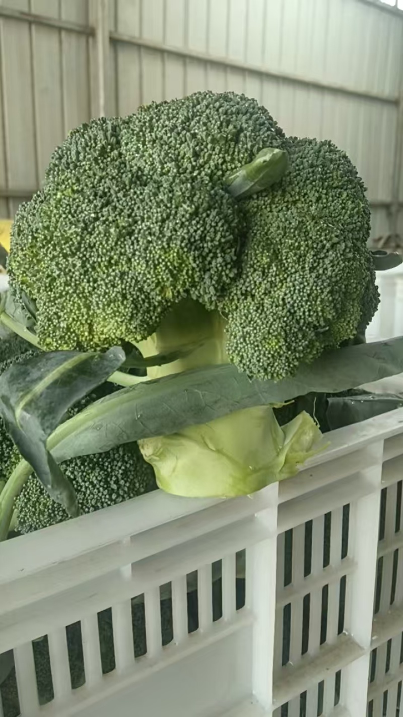 西兰花【湖北天门优质西蓝花】诚信经营，客户至上！