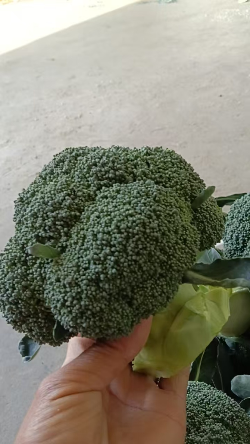 西兰花【湖北天门优质西蓝花】诚信经营，客户至上！