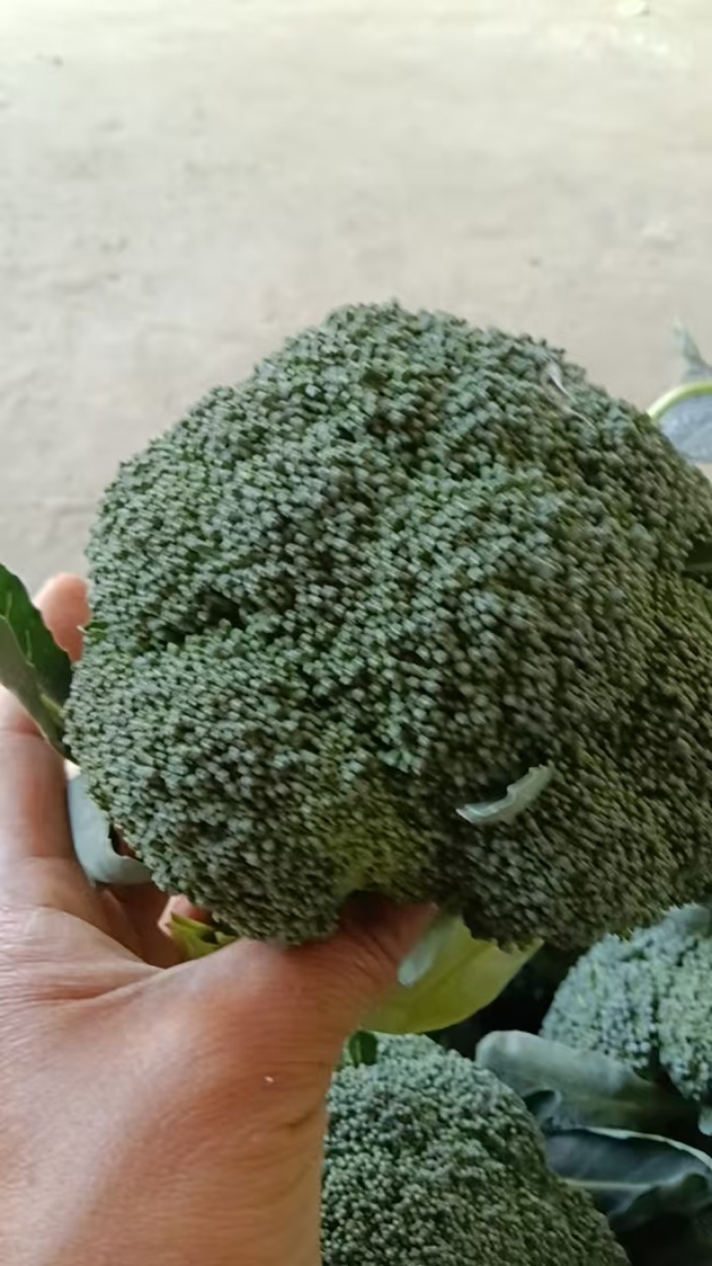 西兰花【湖北天门优质西蓝花】诚信经营，客户至上！