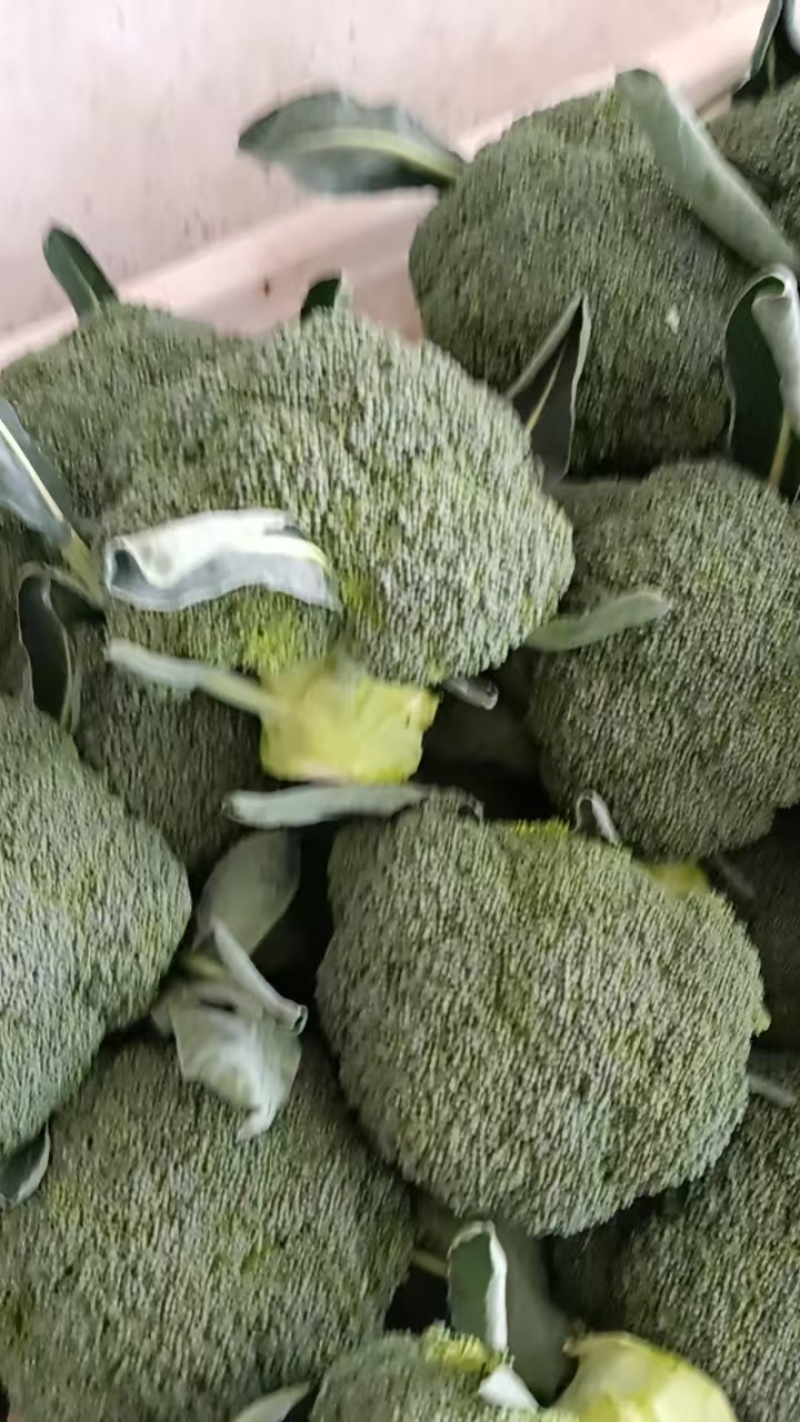 西兰花【湖北天门优质西蓝花】诚信经营，客户至上！