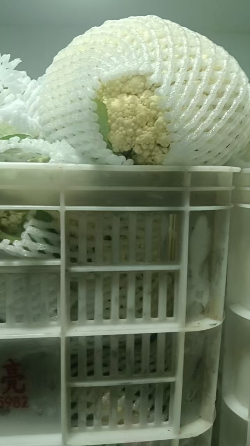 【精品松花菜】花菜支持视频看货，可发往全国市场！