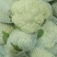 【精品松花菜】花菜支持视频看货，可发往全国市场！