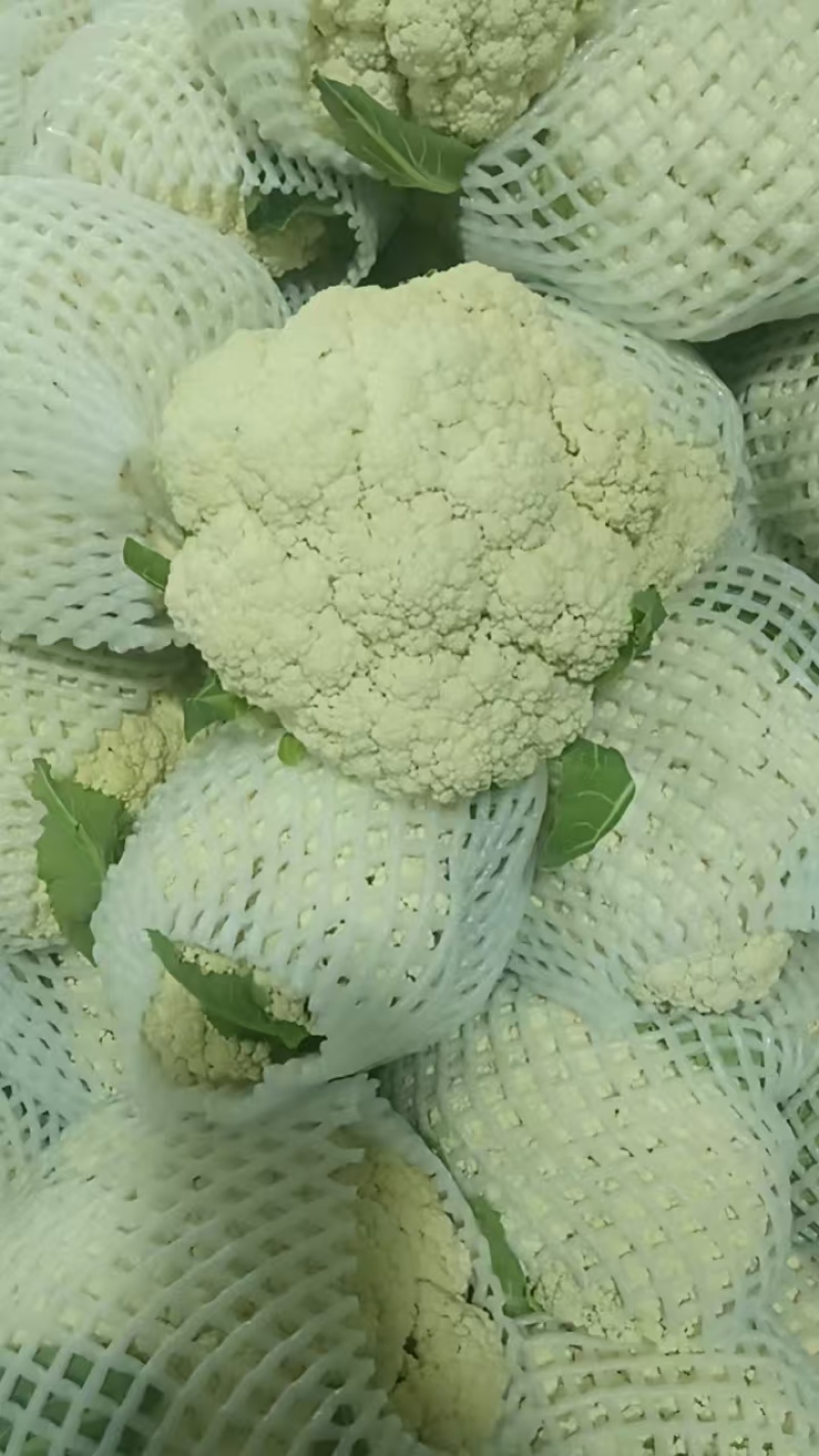 【精品松花菜】花菜支持视频看货，可发往全国市场！