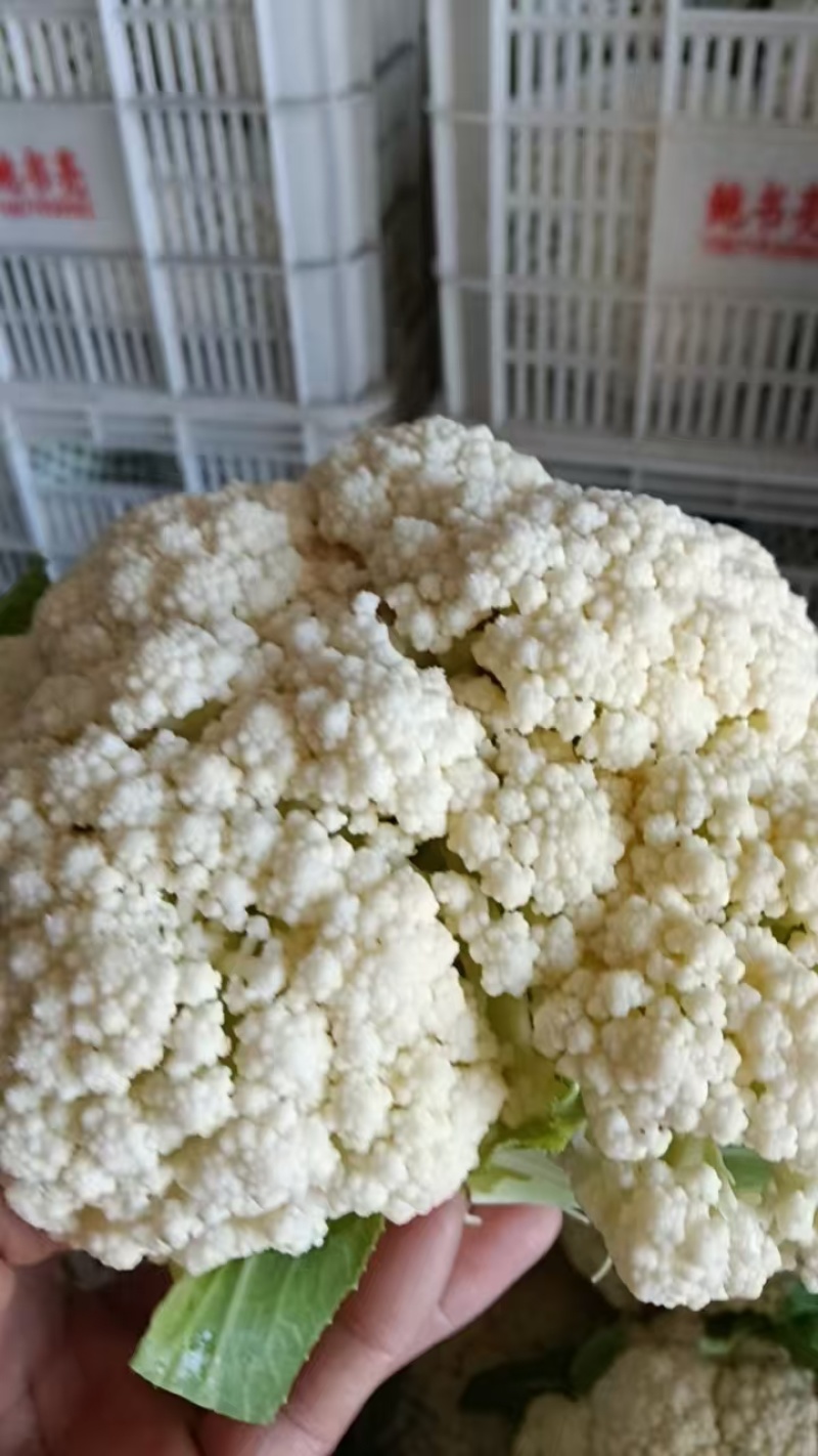 【精品松花菜】花菜支持视频看货，可发往全国市场！