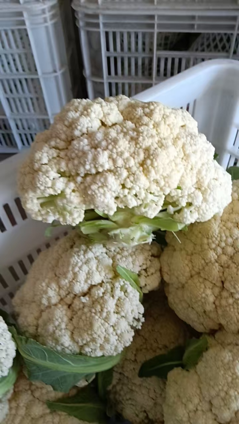 【精品松花菜】花菜支持视频看货，可发往全国市场！