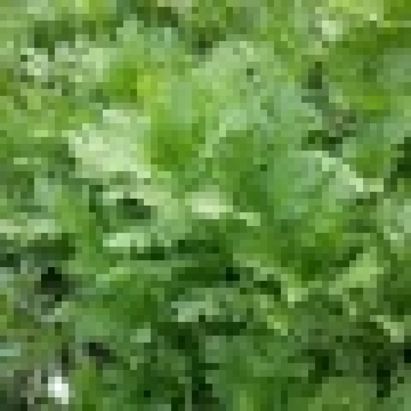 双十二热卖优质茼蒿保质保量欢迎选购电商一件代发社区