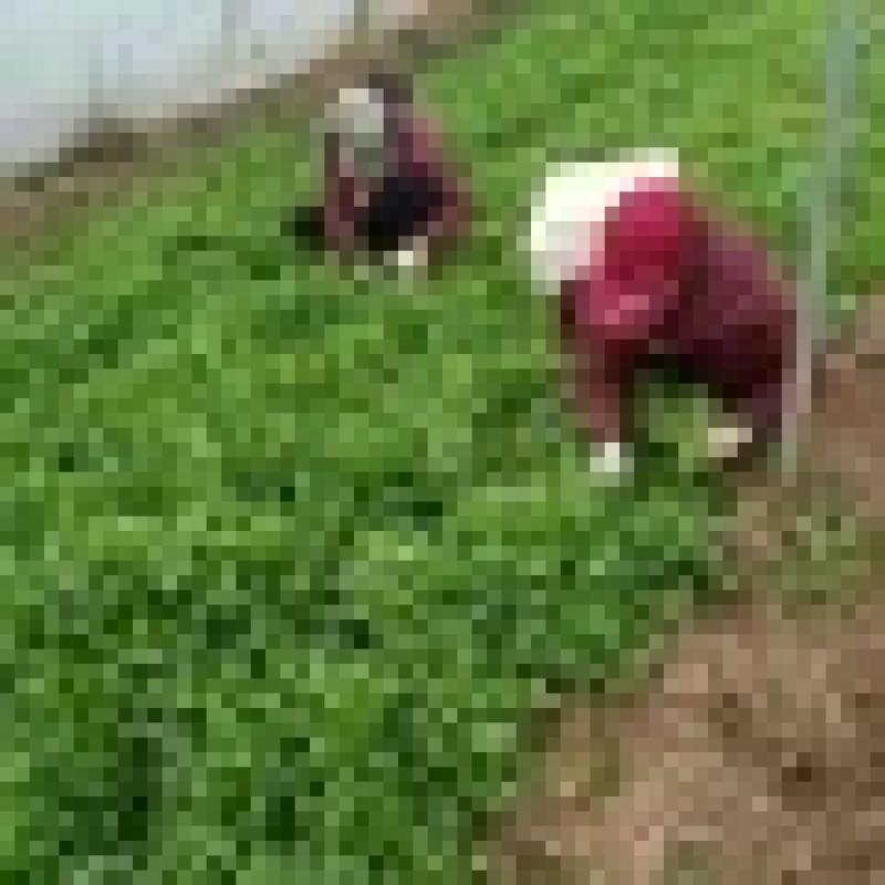 双十二热卖优质茼蒿保质保量欢迎选购电商一件代发社区