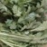 双十二热卖优质茼蒿保质保量欢迎选购电商一件代发社区