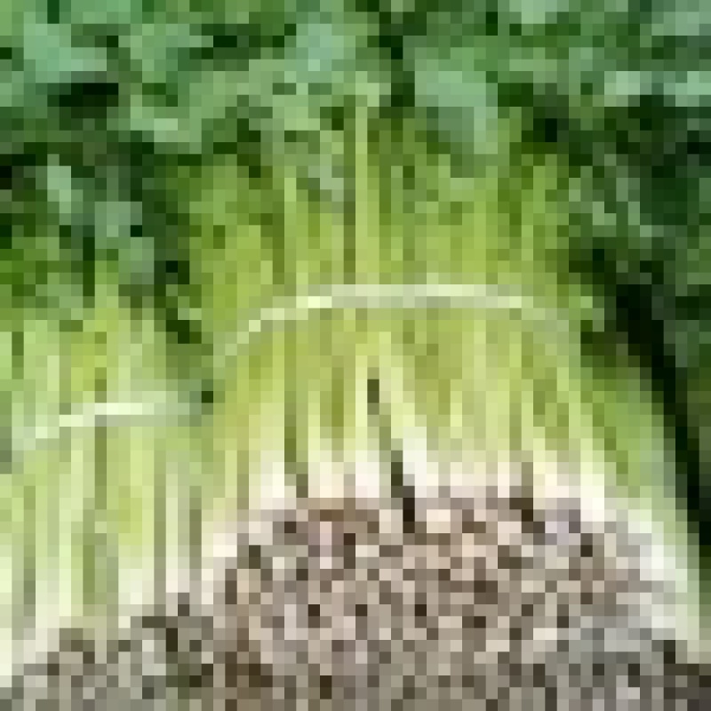 精品西芹芹菜净菜规格齐全对接线上线下市场商超一件代发