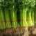 精品西芹芹菜净菜规格齐全对接线上线下市场商超一件代发