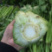 精品西芹芹菜净菜规格齐全对接线上线下市场商超一件代发