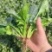 新鲜菠菜价格不贵精品打包大量批发行情价格非常优惠