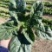 新鲜菠菜价格不贵精品打包大量批发行情价格非常优惠