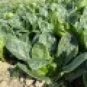 新鲜菠菜价格不贵精品打包大量批发行情价格非常优惠