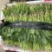 新鲜菠菜价格不贵精品打包大量批发行情价格非常优惠