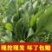 新鲜菠菜价格不贵精品打包大量批发行情价格非常优惠