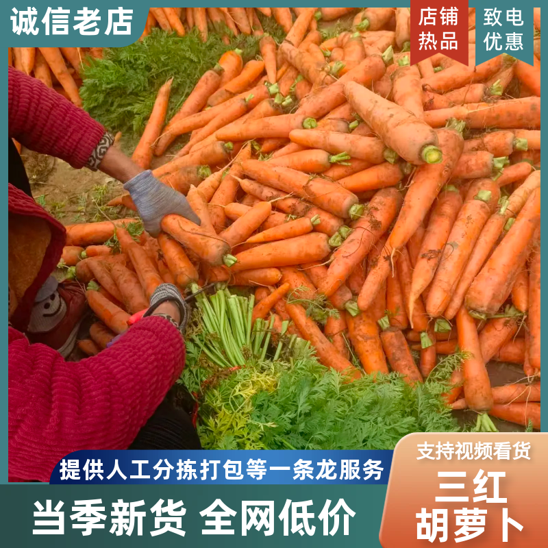 【实力推荐】三红胡萝卜精品萝卜产地直销量大从优可视频看货