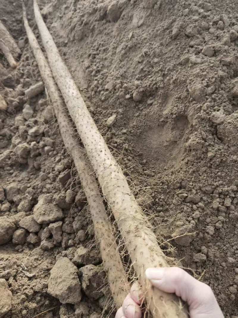 西施山药精品山药地头装车，年产量五十万斤，需要联系