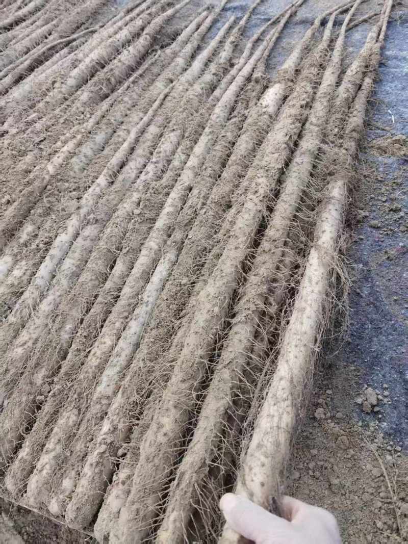 西施山药精品山药地头装车，年产量五十万斤，需要联系
