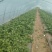 【热卖】冰草江苏南通冰草货源充足按需包装代发全国