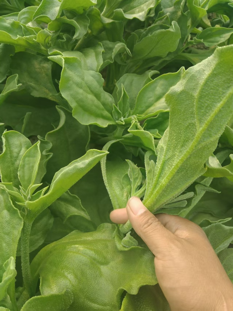 【精选】冰草产地直发保质保量对接电商食堂社区等
