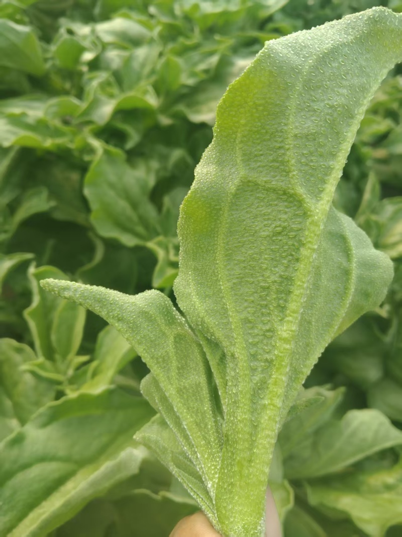 【精选】冰草产地直发保质保量对接电商食堂社区等