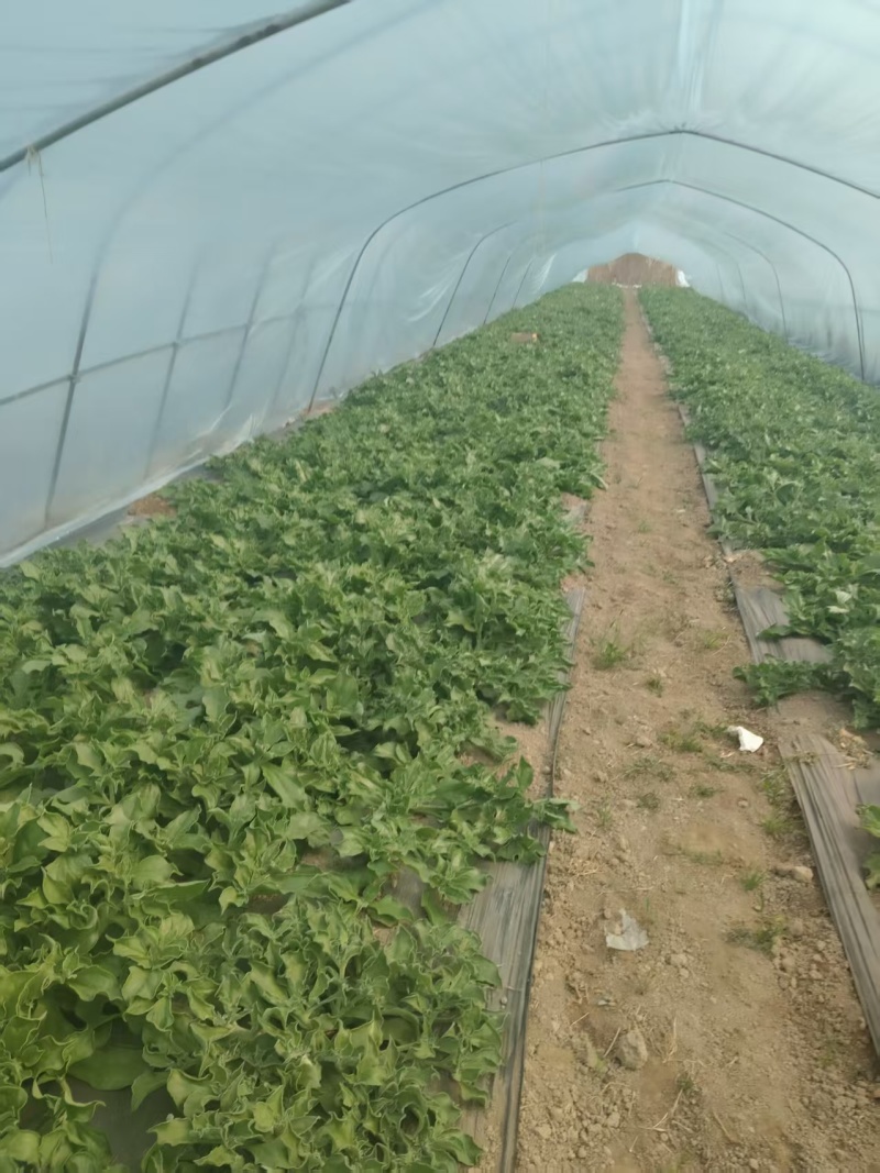 【精选】冰草产地直发保质保量对接电商食堂社区等
