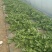 【精选】冰草产地直发保质保量对接电商食堂社区等