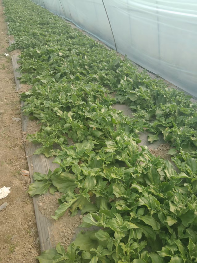 【精选】冰草产地直发保质保量对接电商食堂社区等