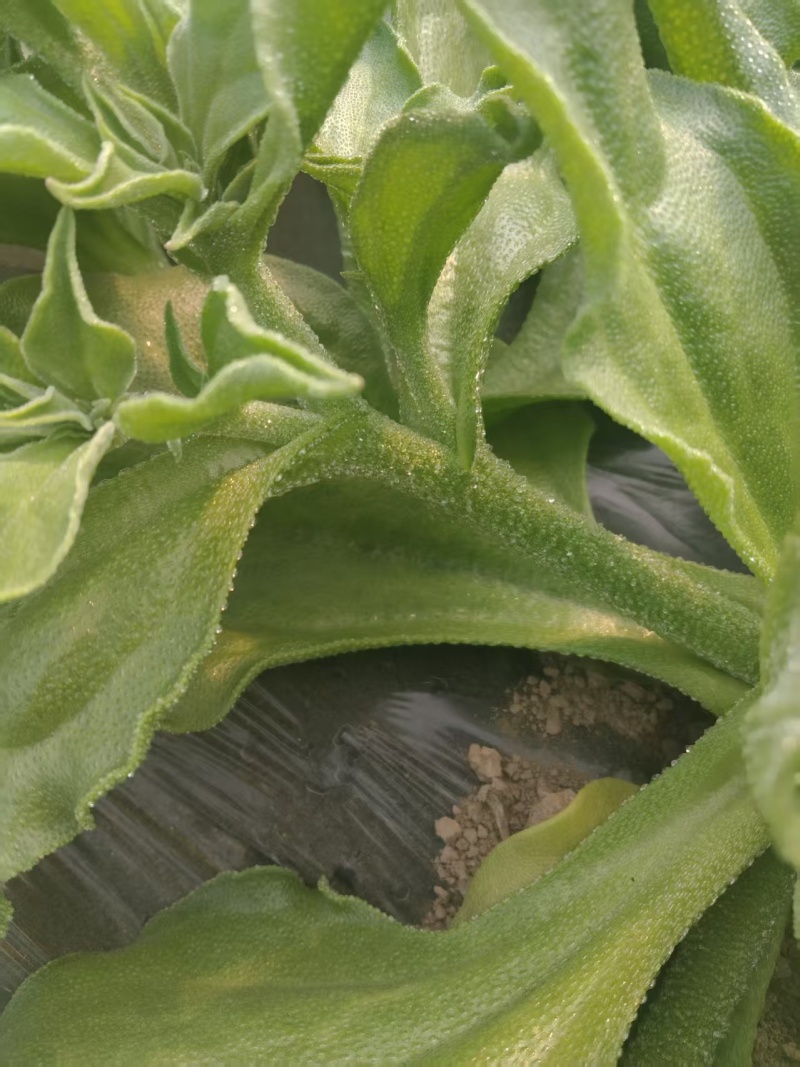 【精选】冰草产地直发保质保量对接电商食堂社区等