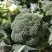 【精选】西蓝花江苏西兰花产地直发对接全国商超市场