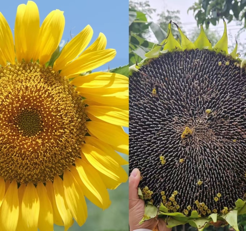 【推荐】内蒙古特级瓜子葵花籽大量供应对接商超档口承接电商
