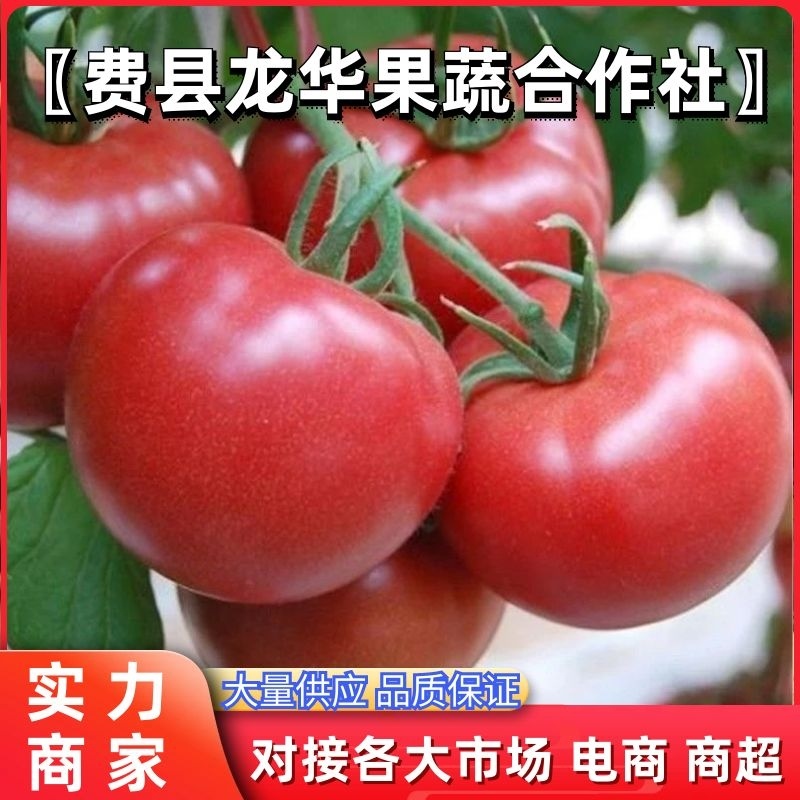 西红柿硬粉西红柿大红西红柿一站式服务对接全国客商