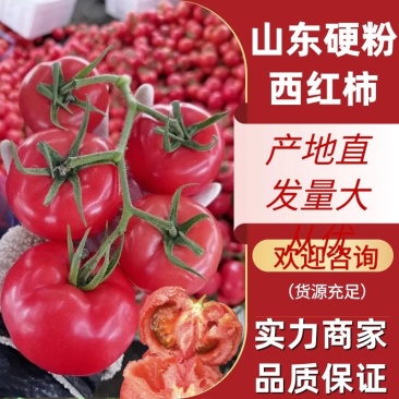 西红柿硬粉西红柿大红西红柿一站式服务对接全国客商