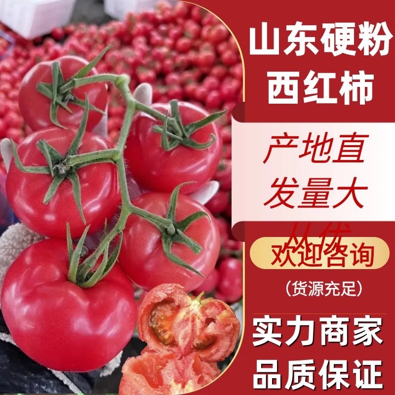 西红柿硬粉西红柿大红西红柿一站式服务对接全国客商
