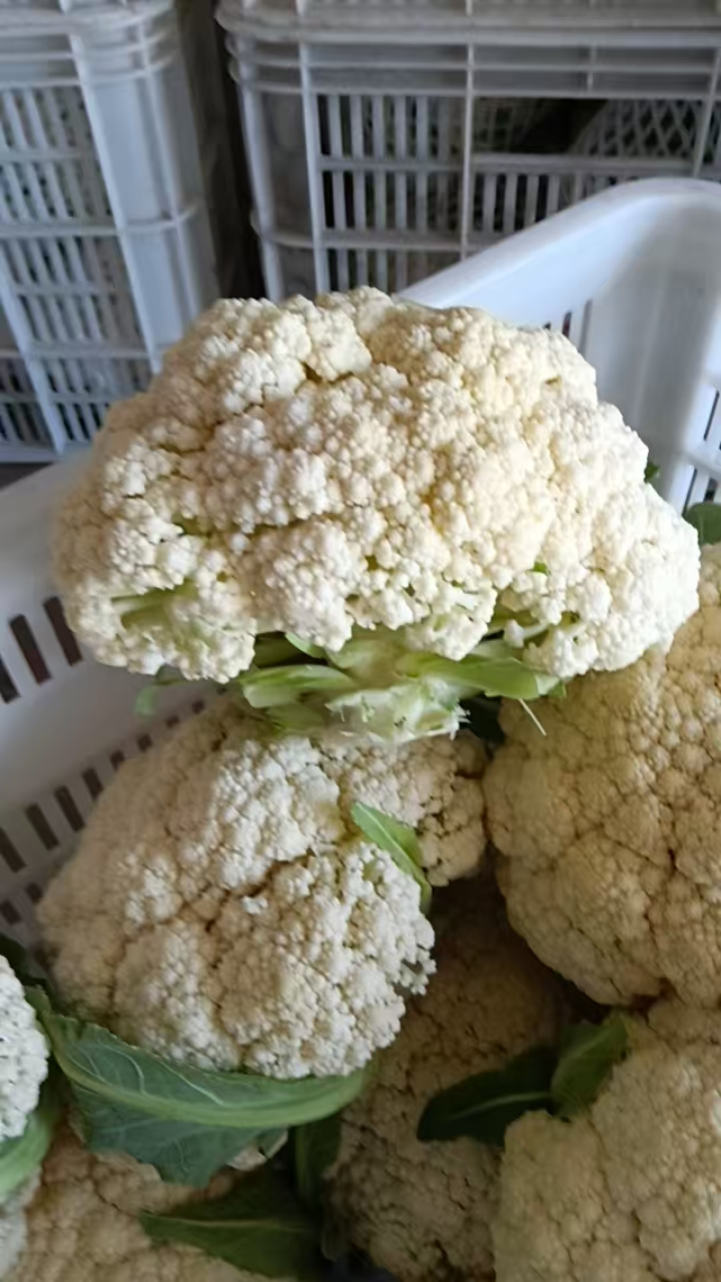 【精选】松花菜菜花产地直发对接全国保质保量