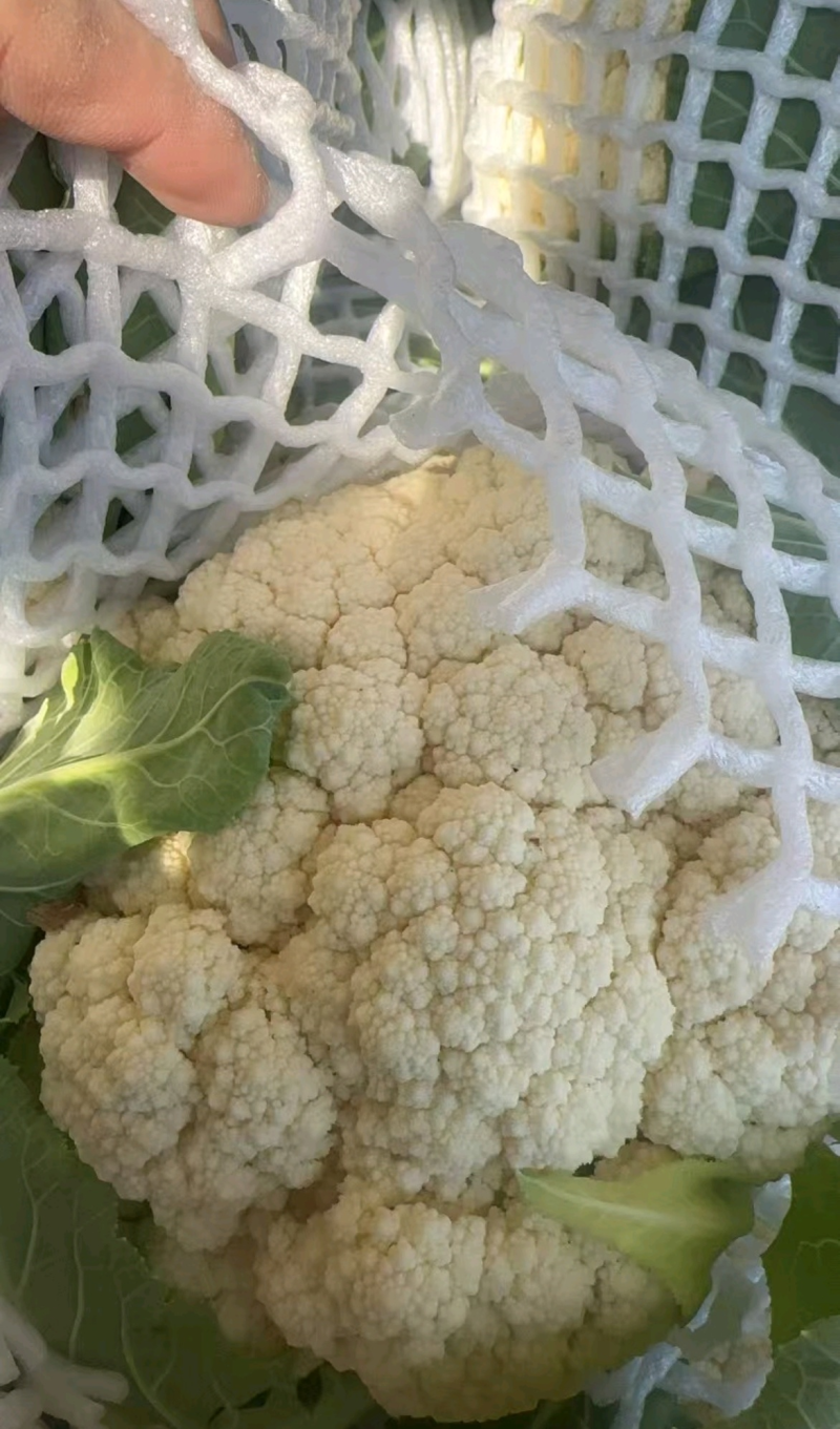 【精选】松花菜菜花产地直发对接全国保质保量