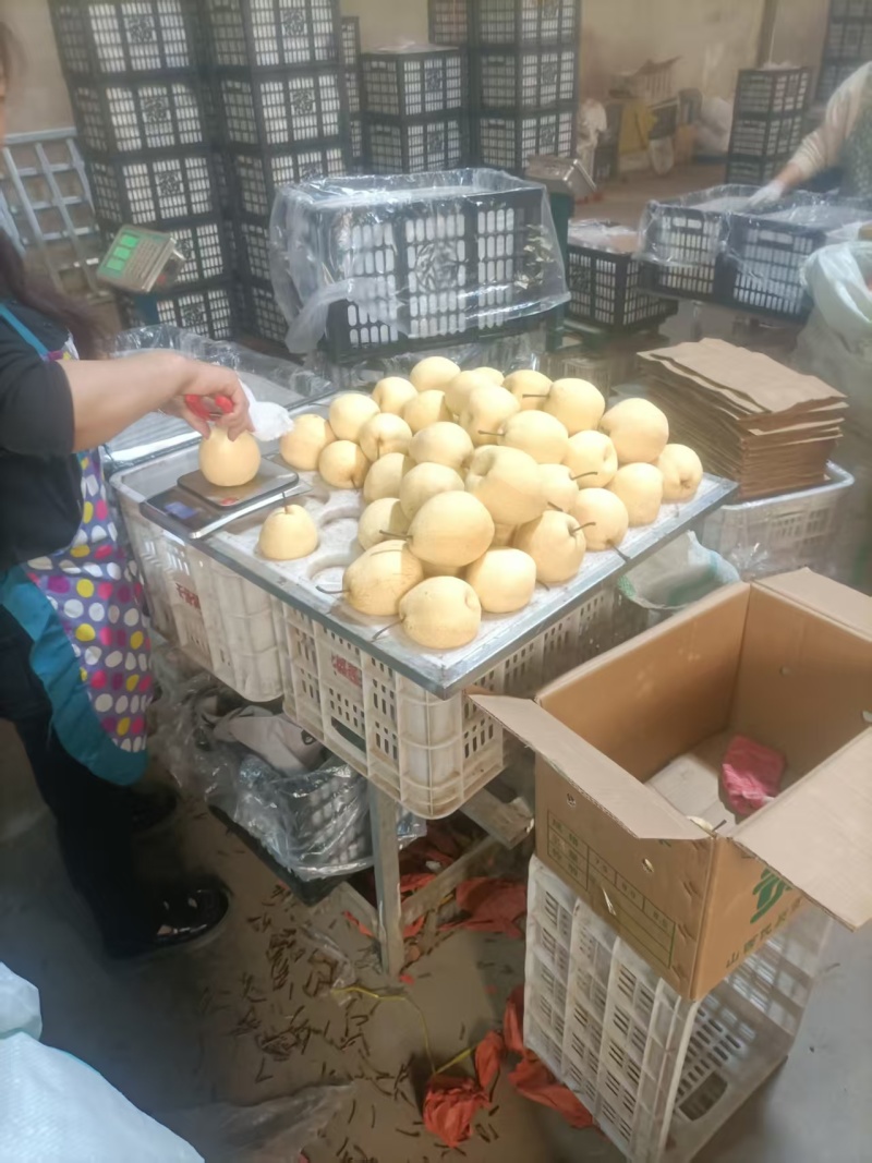 山西酥梨！口感翠甜，果肉细腻，个头均匀，质量好，价格实惠