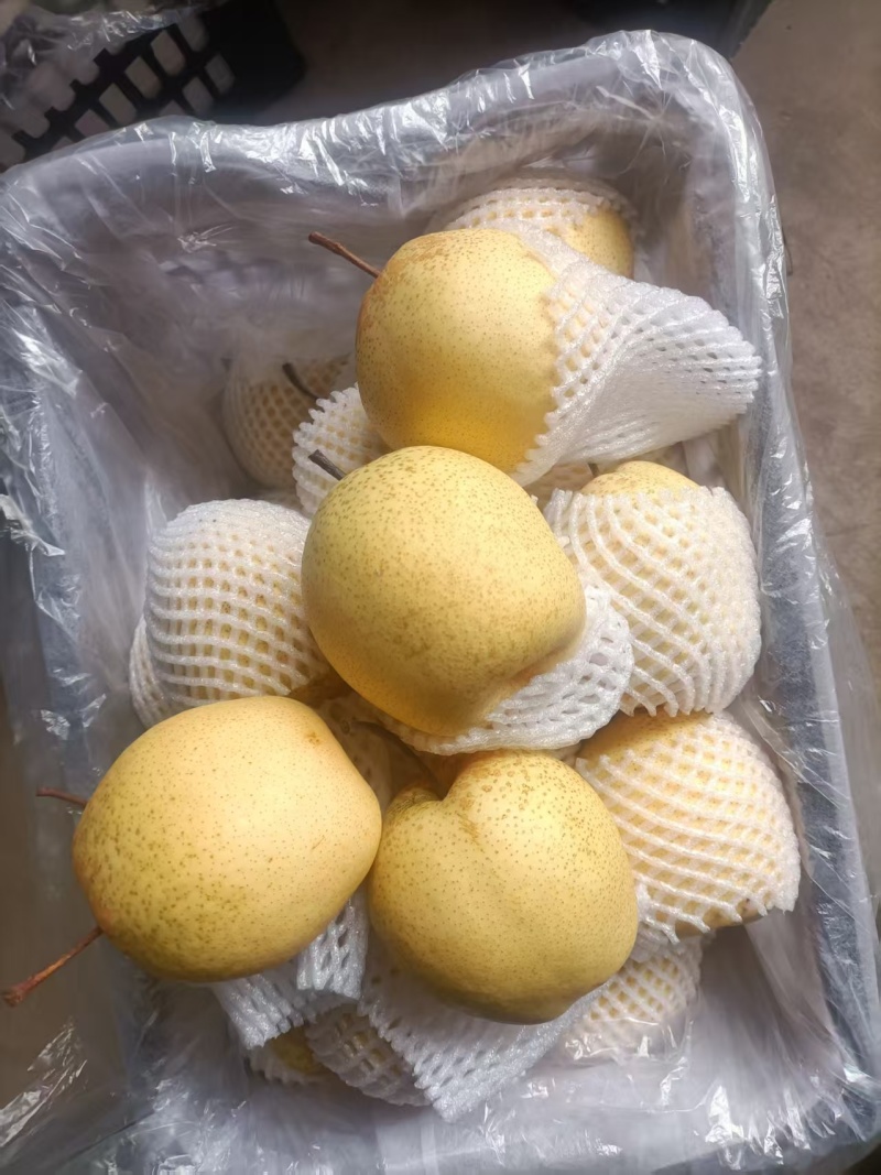 山西酥梨！口感翠甜，果肉细腻，个头均匀，质量好，价格实惠