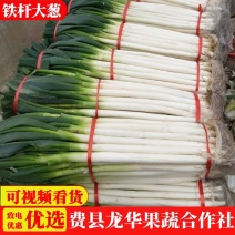 【实力推荐】铁杆大葱产地一手货源，量大优惠可对接全国客商