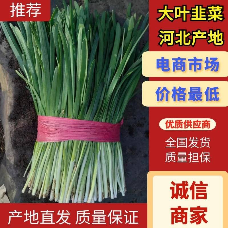 韭菜精品韭菜产地直供现割现发对接工厂全国市场等