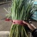 韭菜精品韭菜产地直供现割现发对接工厂全国市场等