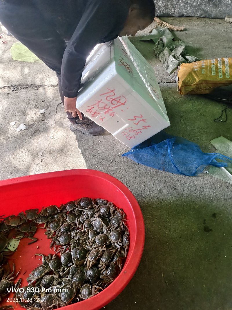 江苏大闸蟹大量供应中对接市场电商规格齐全品质保证欢迎下单订购