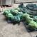 江苏大闸蟹大量供应中对接市场电商规格齐全品质保证欢迎下单订购