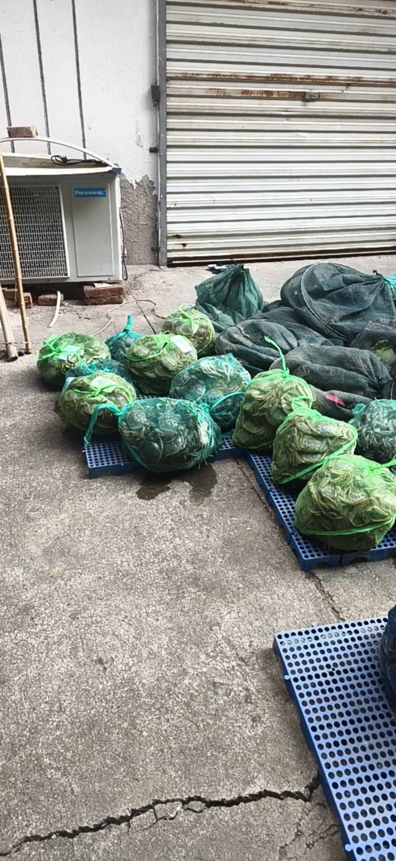 江苏大闸蟹大量供应中对接市场电商规格齐全品质保证欢迎下单订购