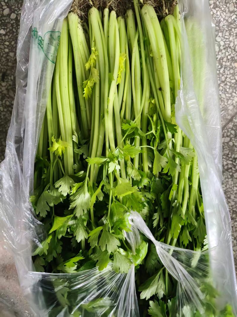 精品香芹大量供应淮安香芹对接各大市场商超电商火锅店