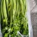 精品香芹大量供应淮安香芹对接各大市场商超电商火锅店