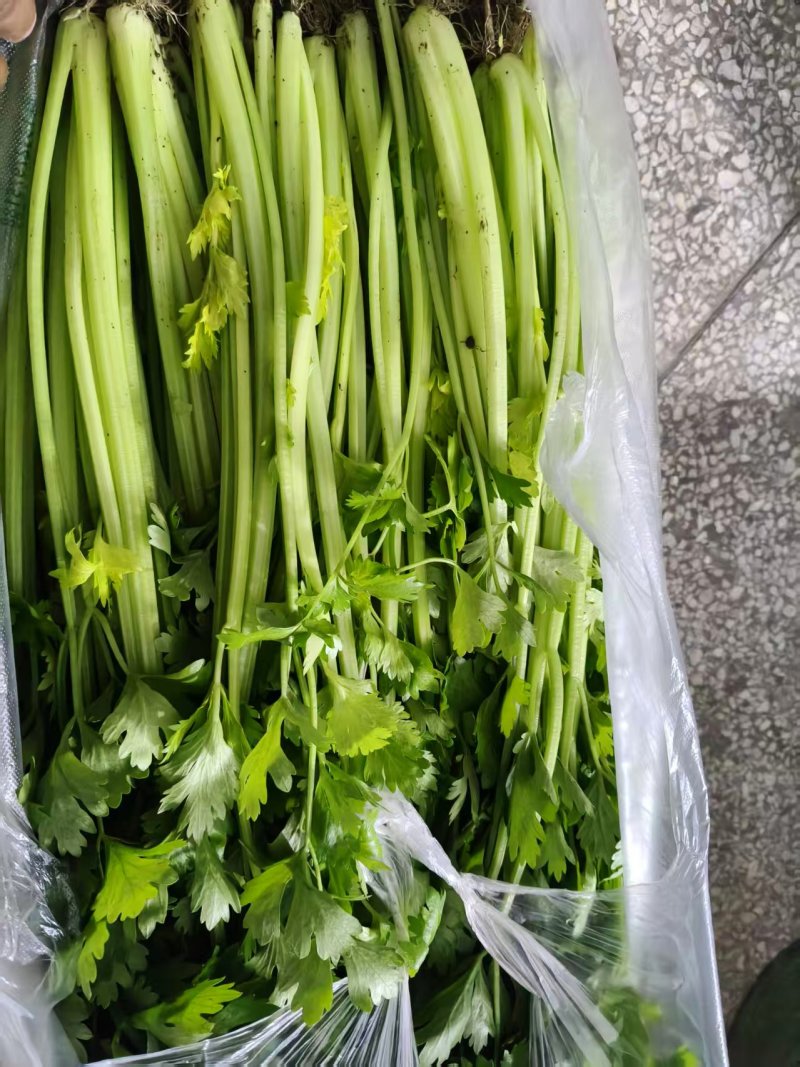 精品香芹大量供应淮安香芹对接各大市场商超电商火锅店