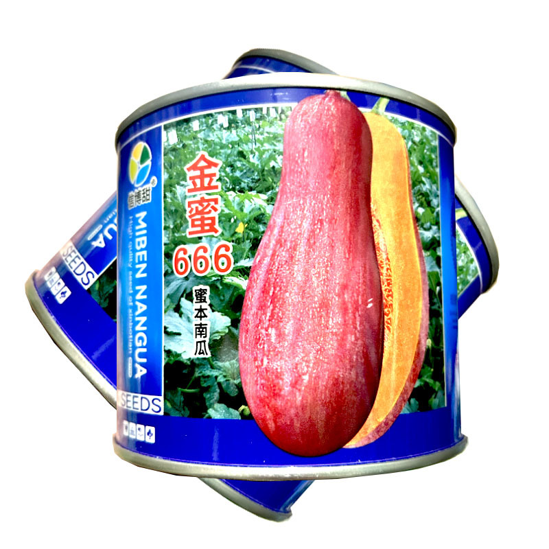 金蜜666蜜本南瓜种子中晚熟瓜肉橙黄甜面可口产量高